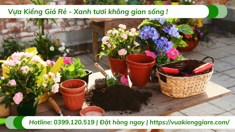 cây trồng sân thượng chịu nắng