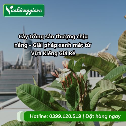 cây trồng sân thượng chịu nắng