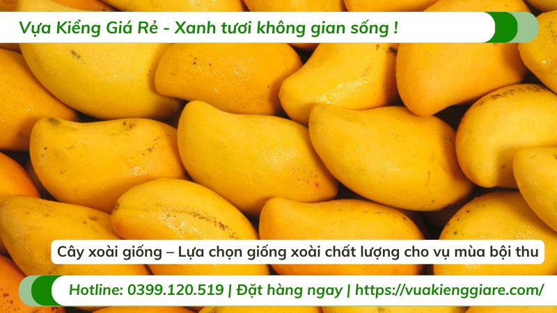 cây xoài giống
