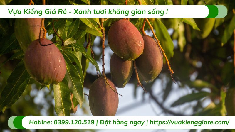 cây xoài giống