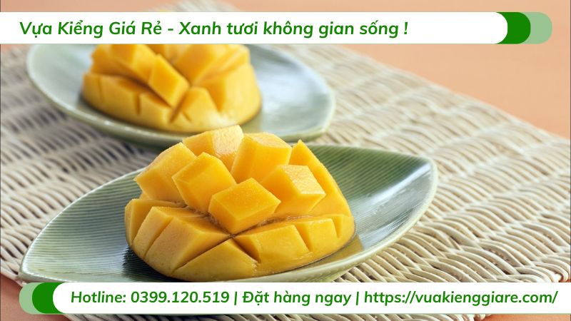 cây xoài giống