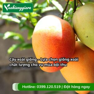 cây xoài giống
