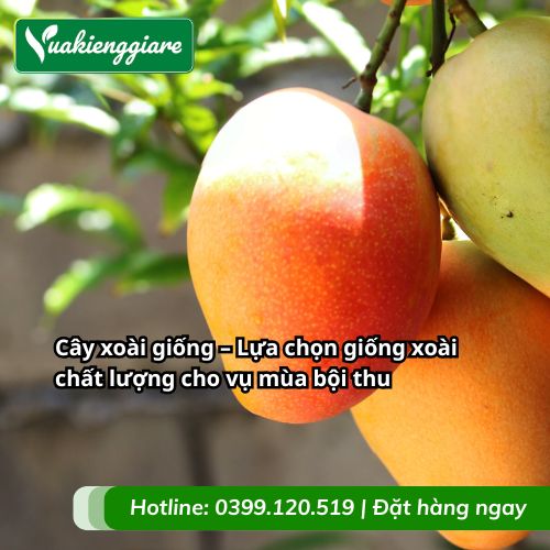 cây xoài giống