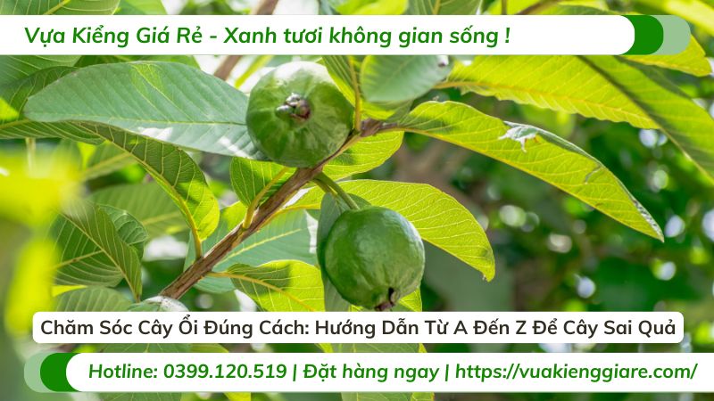 chăm sóc cây ổi