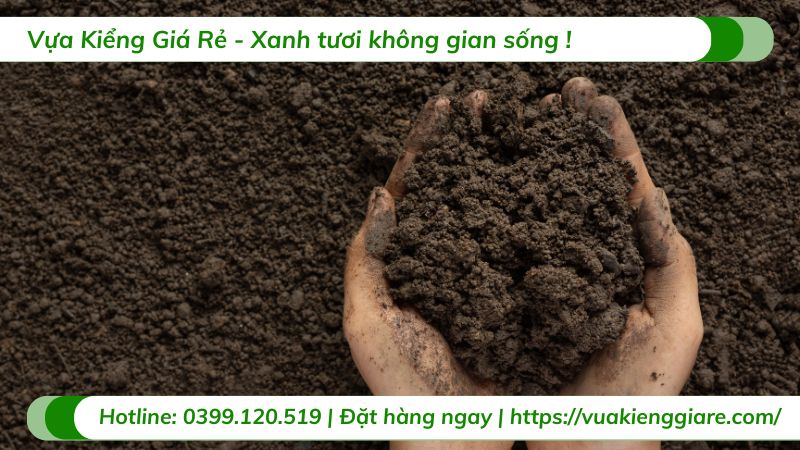 chăm sóc cây ổi