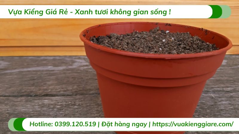 chăm sóc cây ổi