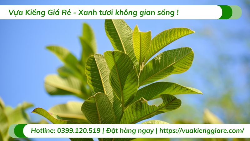 chăm sóc cây ổi