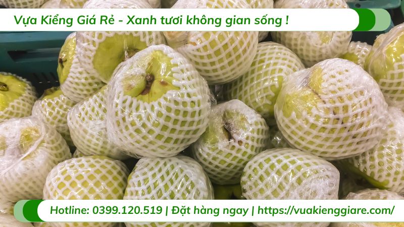 chăm sóc cây ổi