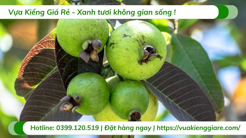 chăm sóc cây ổi