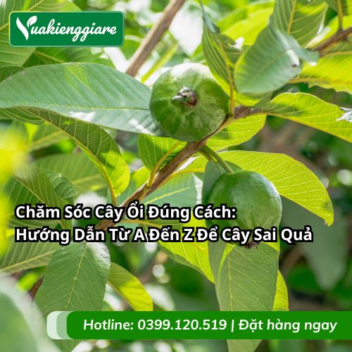 chăm sóc cây ổi