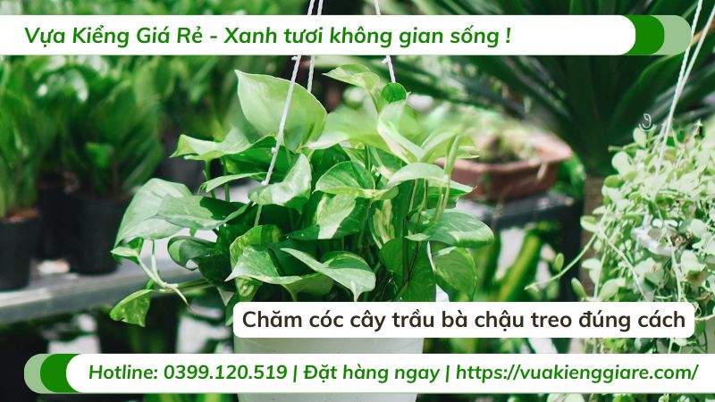 cách chăm sóc cây trầu bà