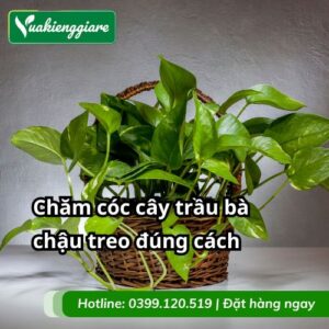 cách chăm sóc cây trầu bà