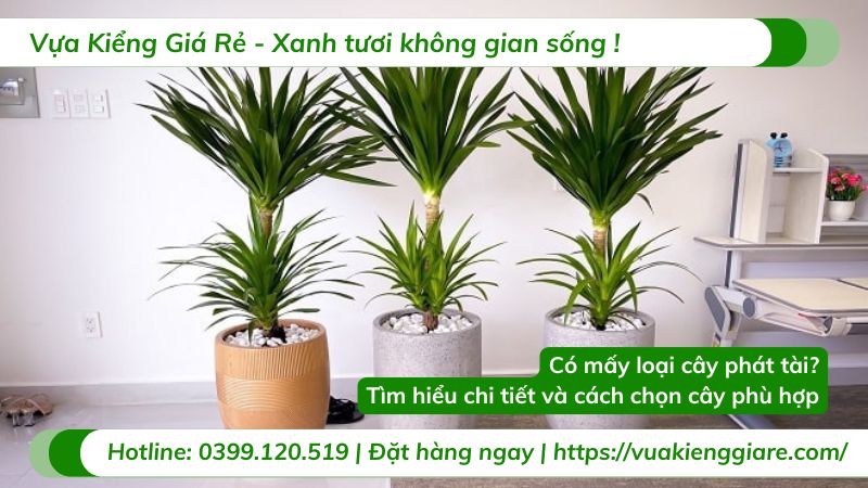 có mấy loại cây phát tài