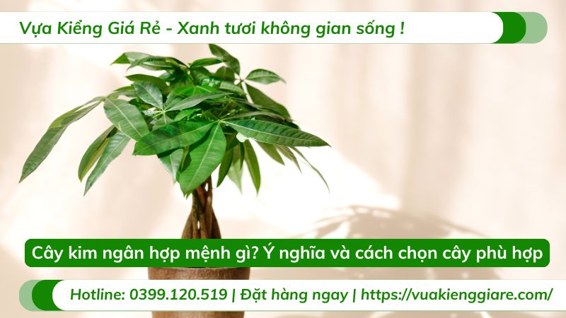 có mấy loại cây phát tài