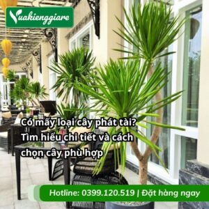 có mấy loại cây phát tài