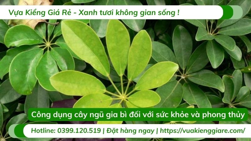 công dụng cây ngũ gia bì