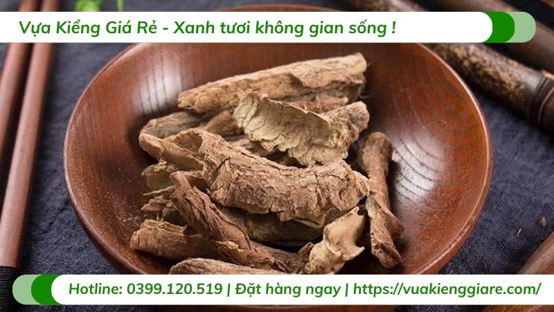 công dụng cây ngũ gia bì