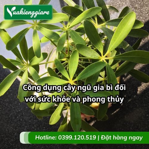 công dụng cây ngũ gia bì