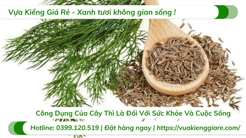 công dụng cây thì là