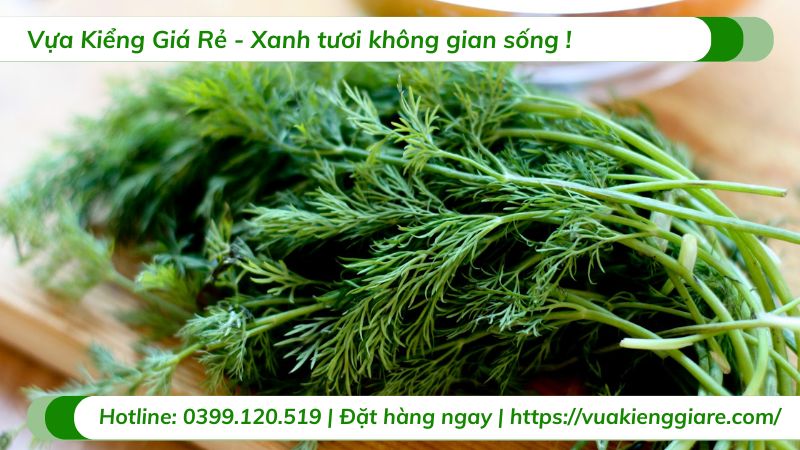 công dụng cây thì là