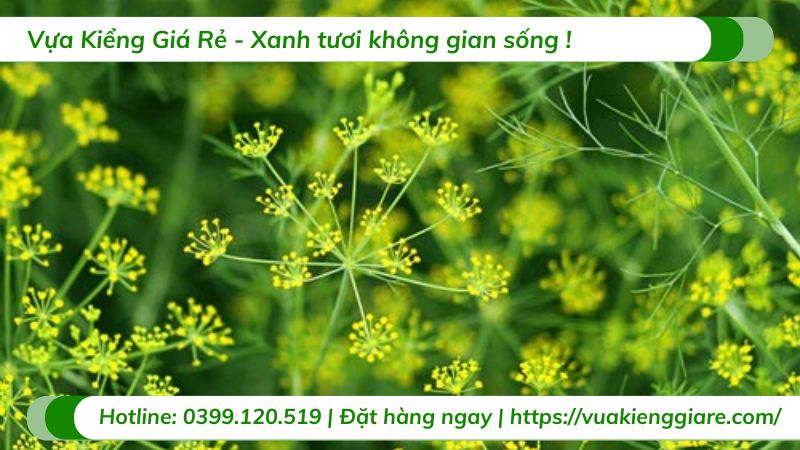 công dụng cây thì là