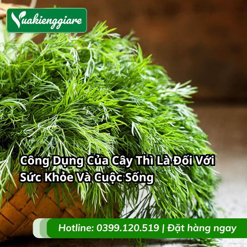 công dụng cây thì là