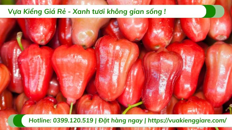 công dụng của quả mận