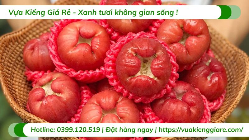 công dụng của quả mận