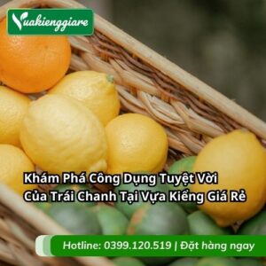 công dụng trái chanh