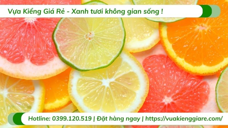 công dụng trái chanh