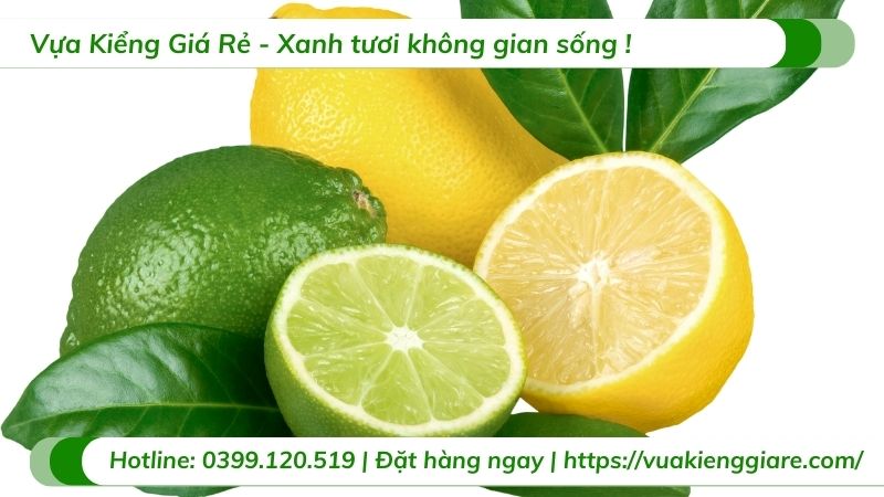công dụng trái chanh