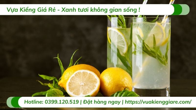 công dụng trái chanh