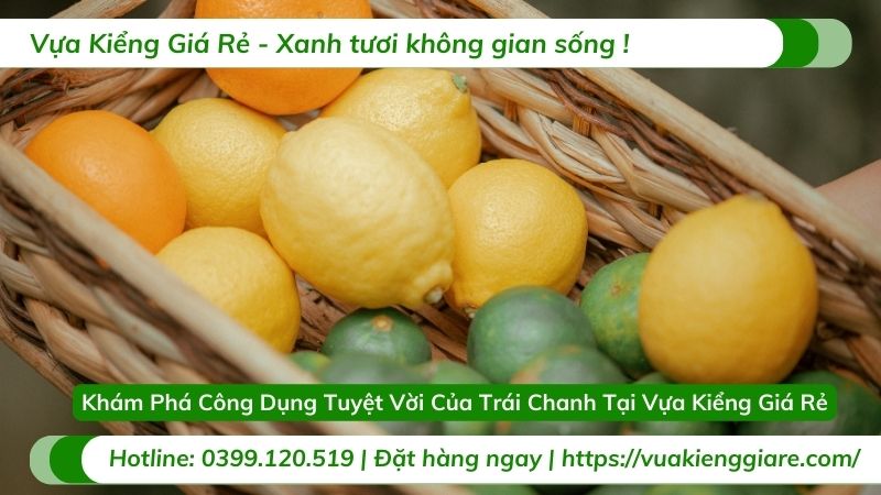 công dụng trái chanh