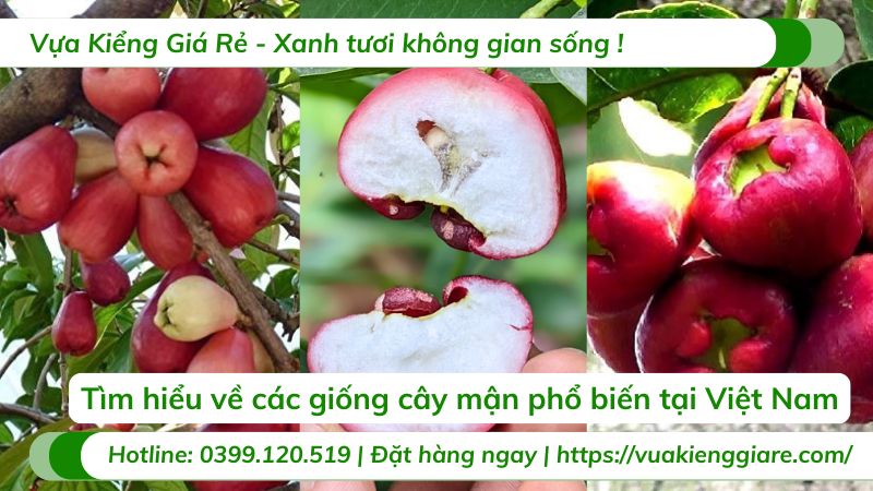 giống cây mận