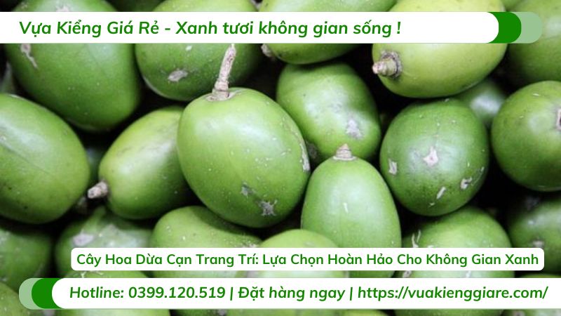 giống cóc phổ biến