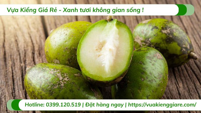 giống cóc phổ biến
