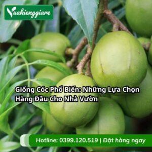 giống cóc phổ biến