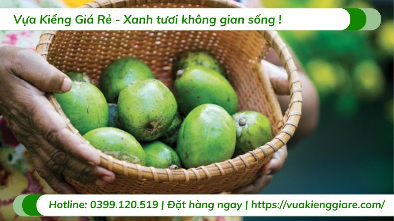 giống cóc phổ biến