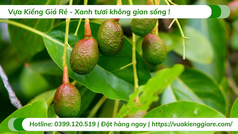 lợi ích của trái bơ