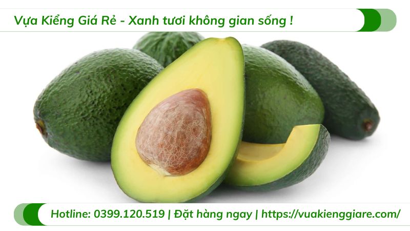 lợi ích của trái bơ