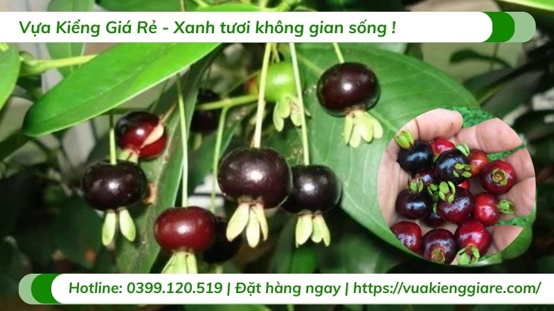 lợi ích quả cherry