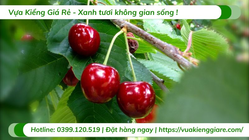 lợi ích quả cherry
