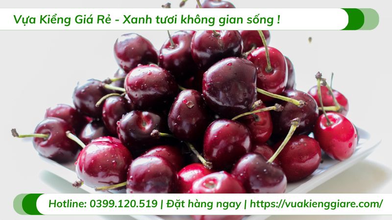 lợi ích quả cherry