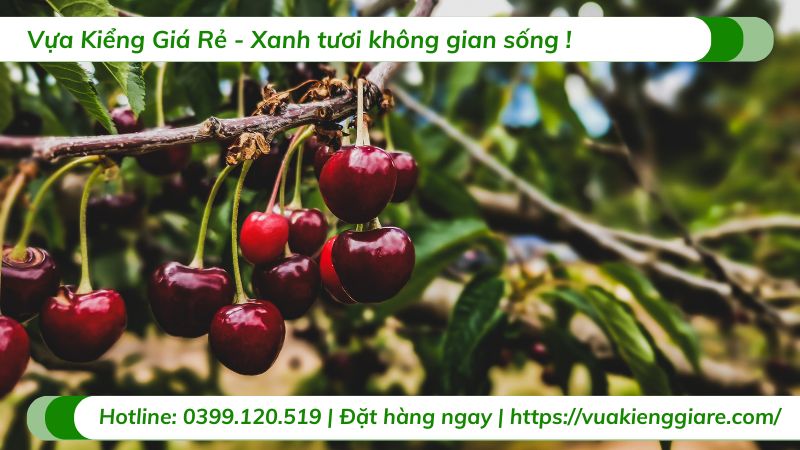 lợi ích quả cherry