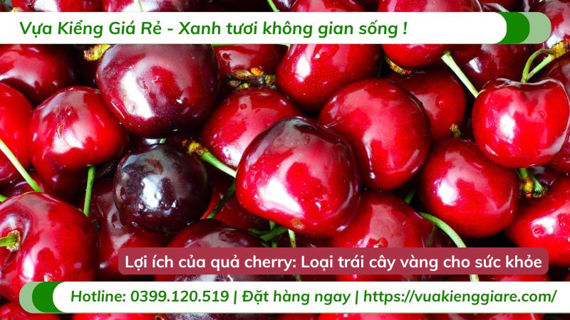 lợi ích quả cherry