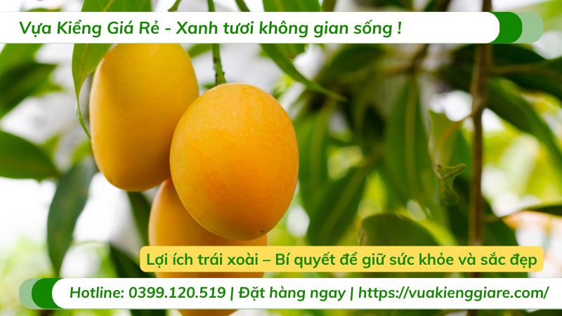lợi ích trái xoài
