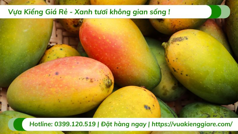 lợi ích trái xoài