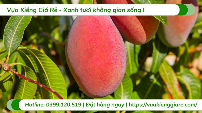 lợi ích trái xoài