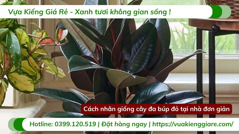 nhân giống cây đa búp đỏ