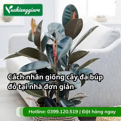 nhân giống cây đa búp đỏ